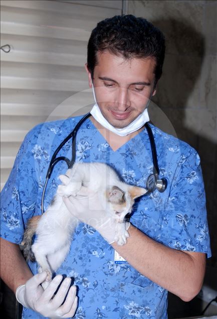 کارگر شهرداری استانبول جان گربه‌ای را با تنفس مصنوعی نجات داد