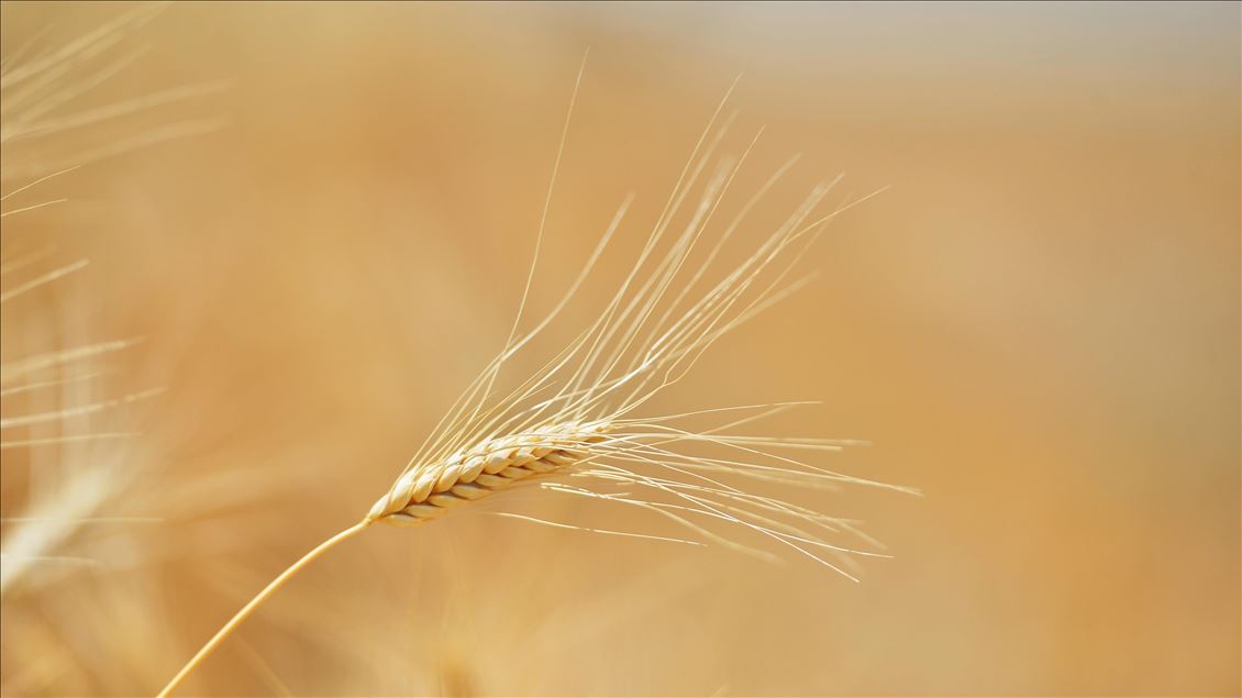 Bereketli topraklarda "buğday" mesaisi
