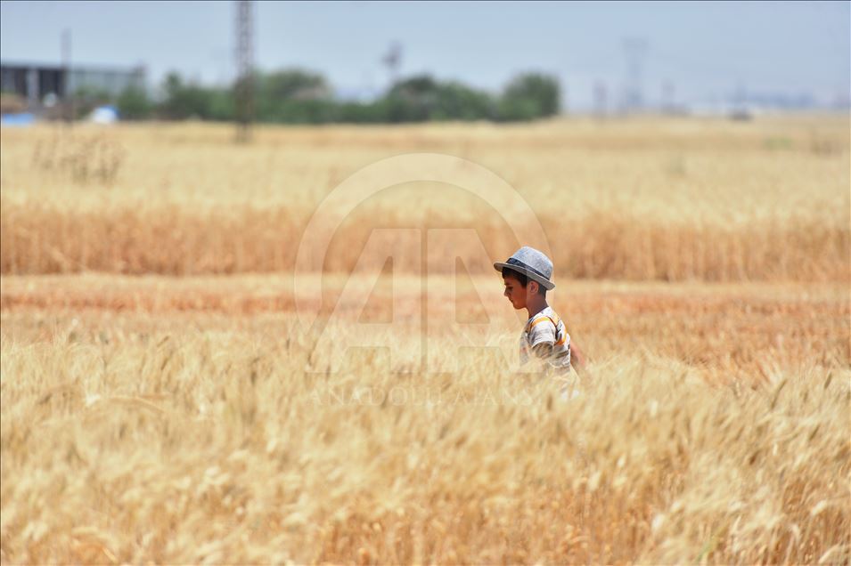 Bereketli topraklarda "buğday" mesaisi
