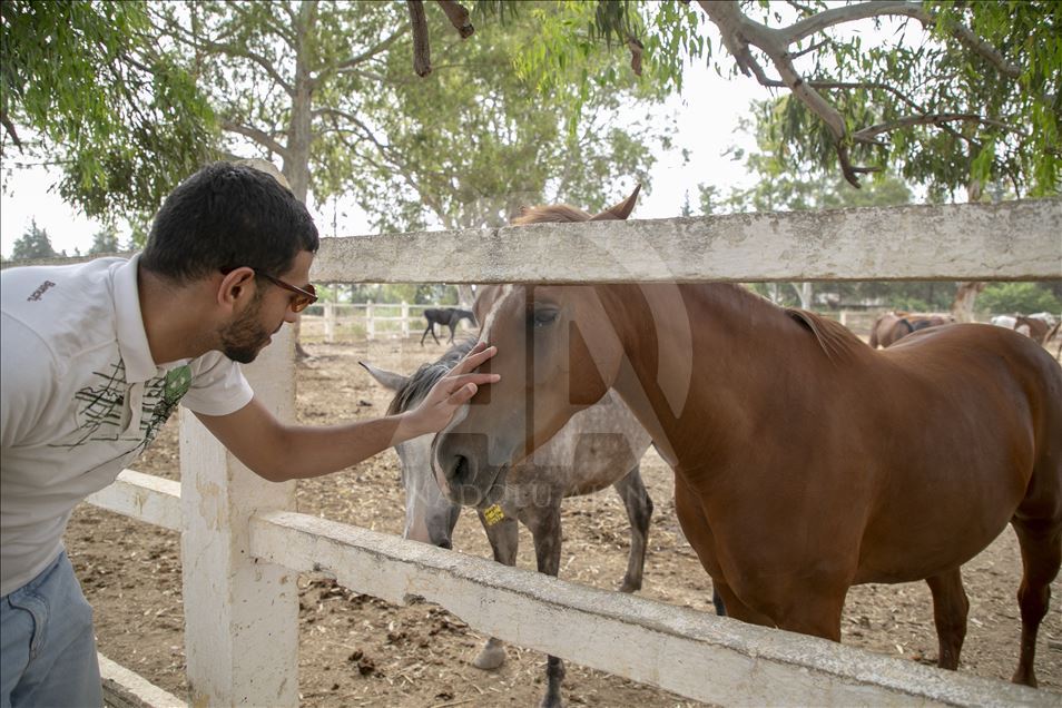 منذ قرن.. مزاد خيول سنوي بسيدي ثابت التونسية

