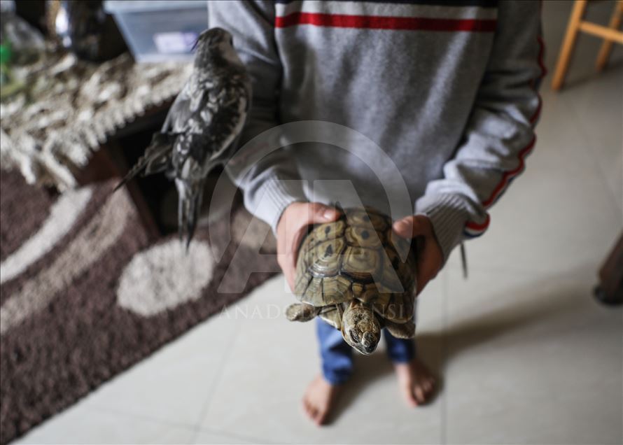 Filistinli hayvansever evini hayvanat bahçesine dönüştürdü
