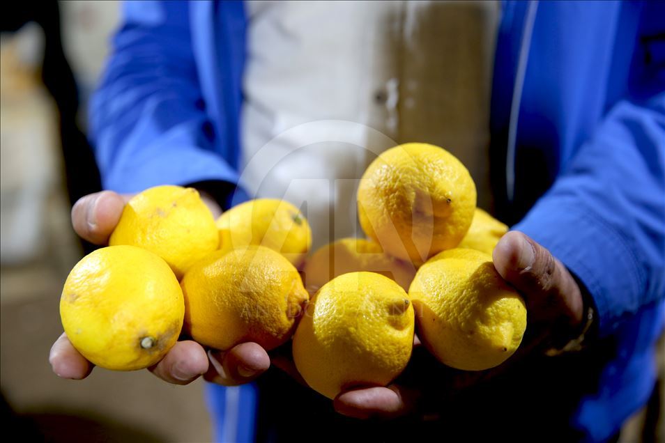 Limon fiyatlarına depoda "çürüme" etkisi
