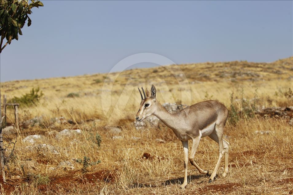"Gazella gazella" türü dağ ceylanlarının varlığı artıyor