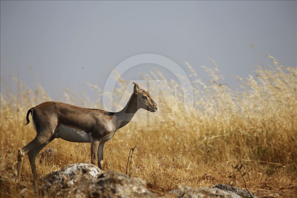 "Gazella gazella" türü dağ ceylanlarının varlığı artıyor