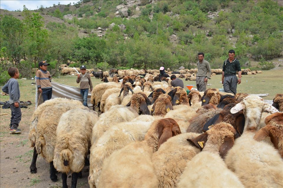 هضبة "فراشين" التركية.. مقصد الرعاة بعد دحر الإرهاب فيها
