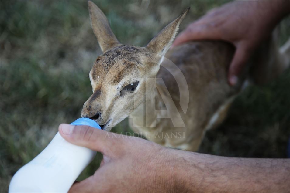 "Gazella gazella" türü dağ ceylanlarının varlığı artıyor