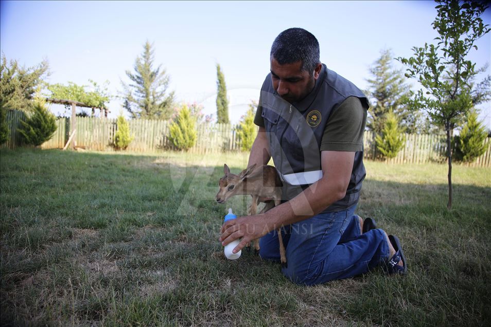 "Gazella gazella" türü dağ ceylanlarının varlığı artıyor