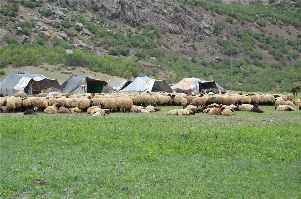 هضبة "فراشين" التركية.. مقصد الرعاة بعد دحر الإرهاب فيها