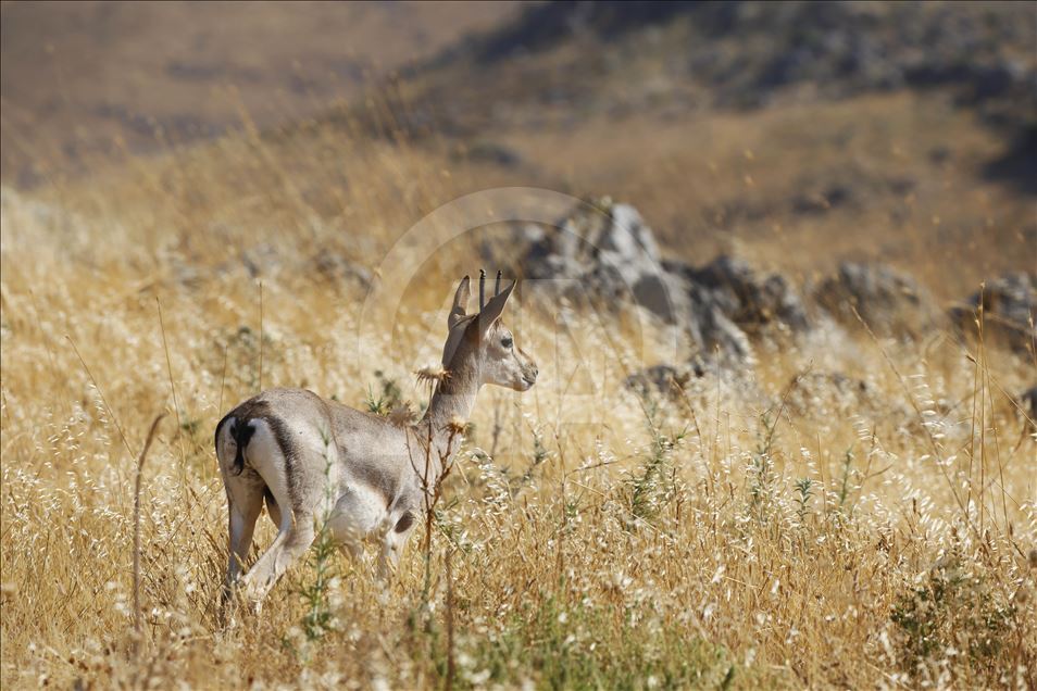 "Gazella gazella" türü dağ ceylanlarının varlığı artıyor