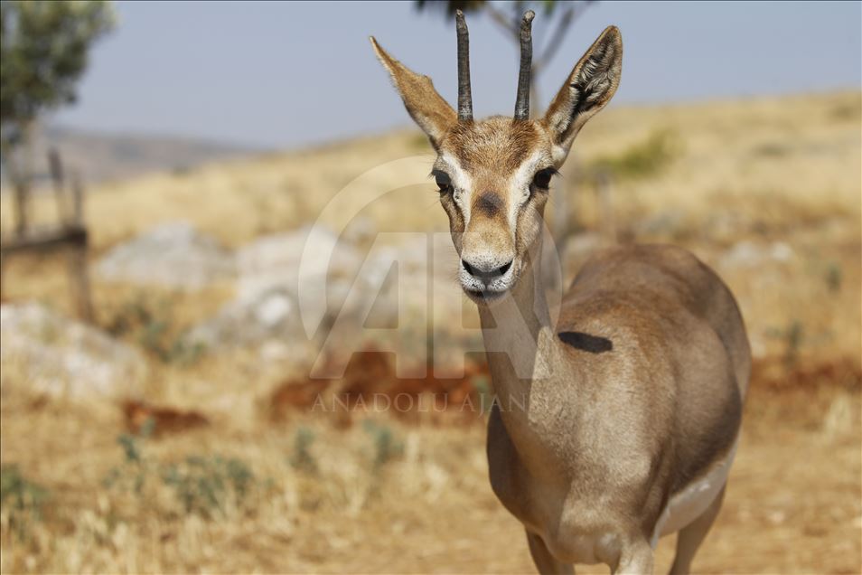 "Gazella gazella" türü dağ ceylanlarının varlığı artıyor