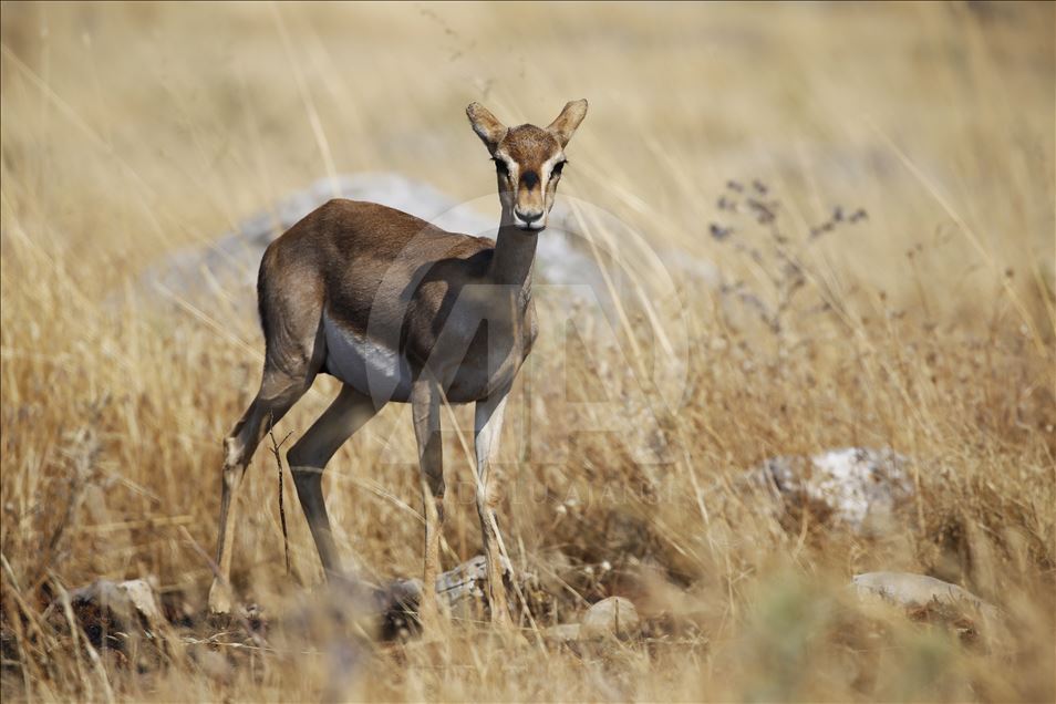 "Gazella gazella" türü dağ ceylanlarının varlığı artıyor
