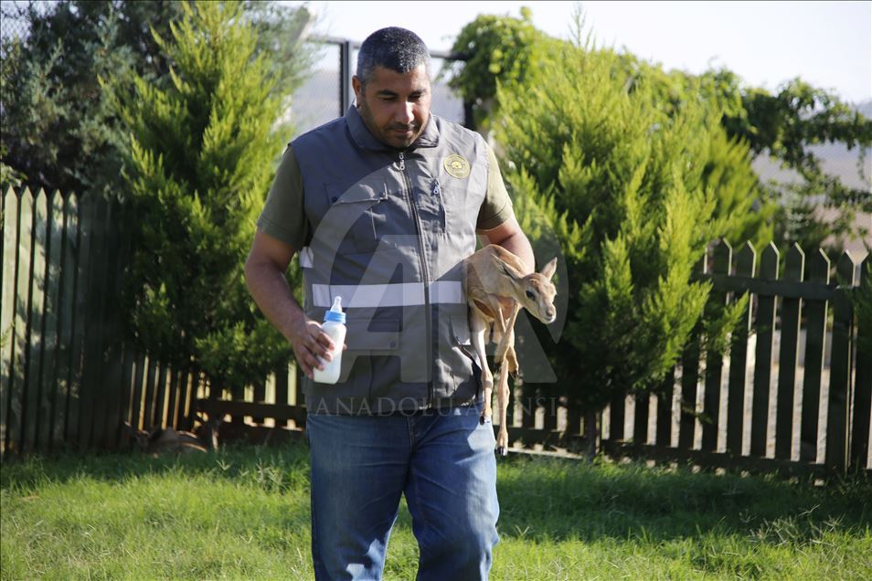 "Gazella gazella" türü dağ ceylanlarının varlığı artıyor
