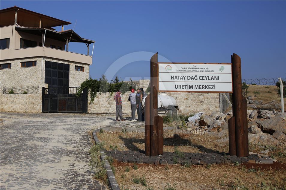 "Gazella gazella" türü dağ ceylanlarının varlığı artıyor
