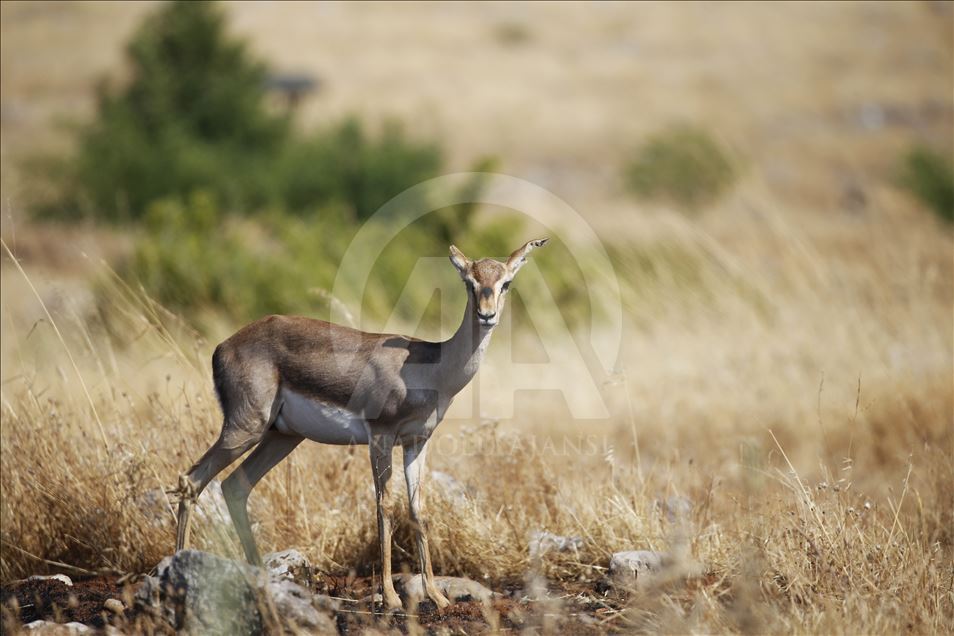 "Gazella gazella" türü dağ ceylanlarının varlığı artıyor