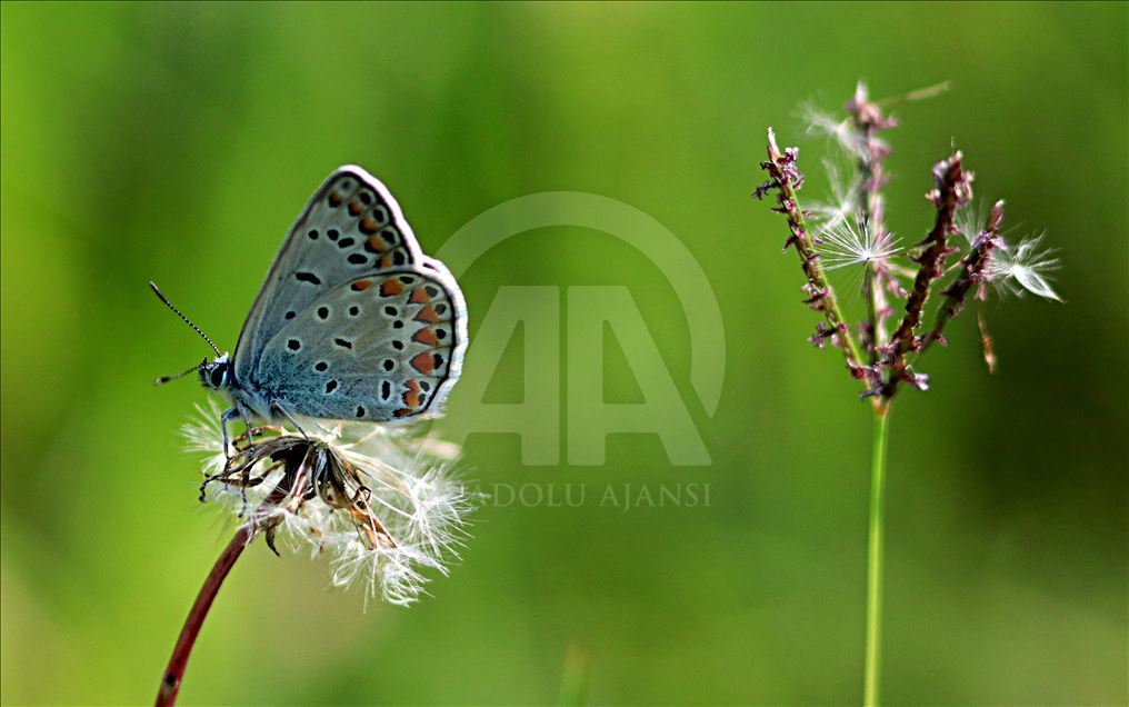 Yeşilırmak Deltası'nda yaşam