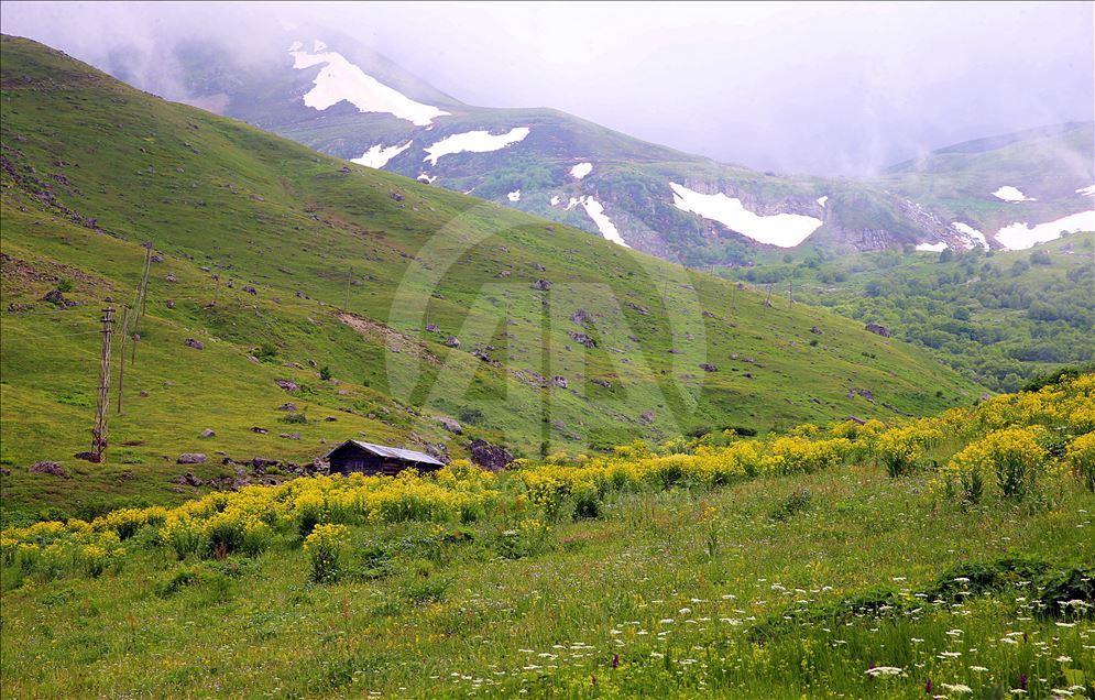 ییلاق دمیرکاپی ترابزون؛ بهترین تجربه برای گردشگران در دل طبیعت