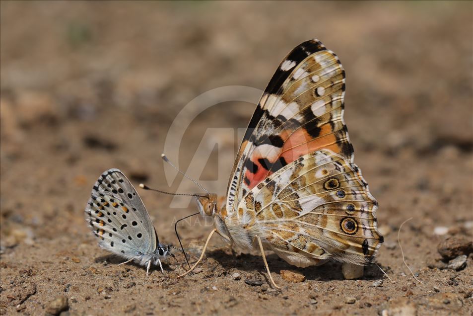 Butterflies in Turkey's Van