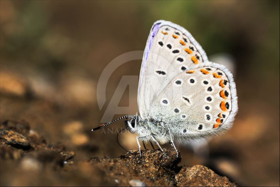 Mariposas en Van, Turquía