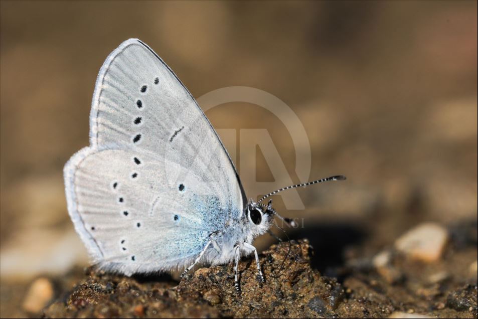 Mariposas en Van, Turquía