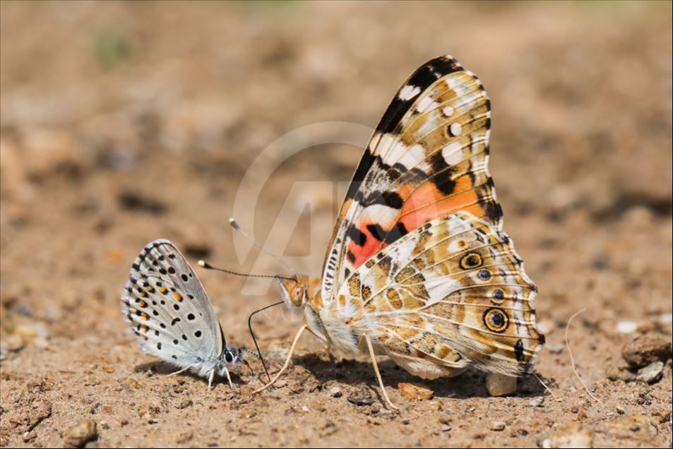 Mariposas en Van, Turquía
