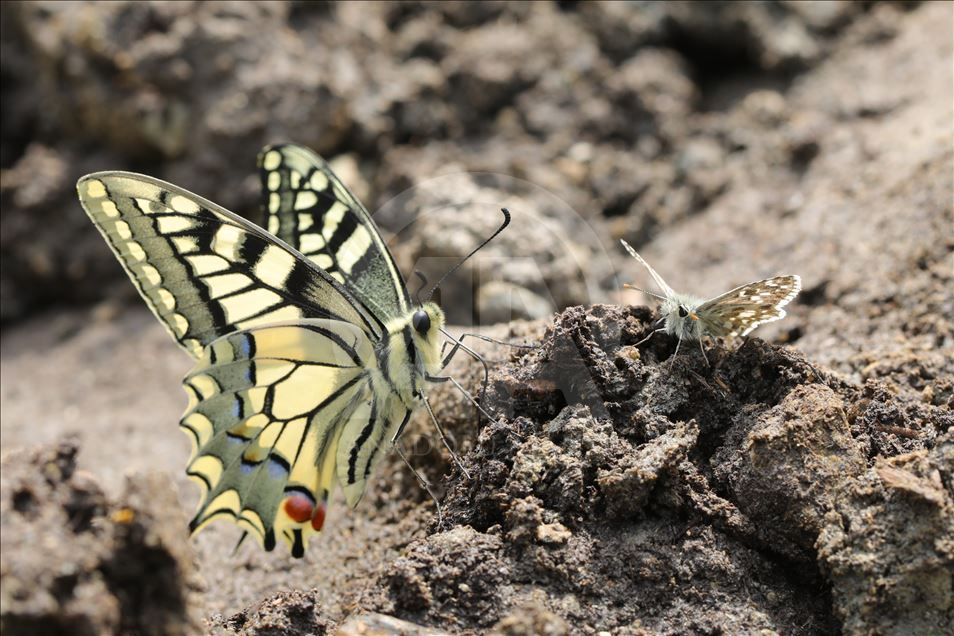 Butterflies in Turkey's Van