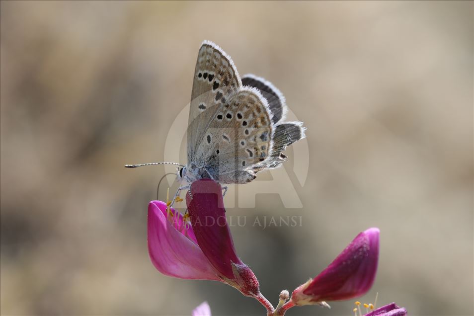 Butterflies in Turkey's Van