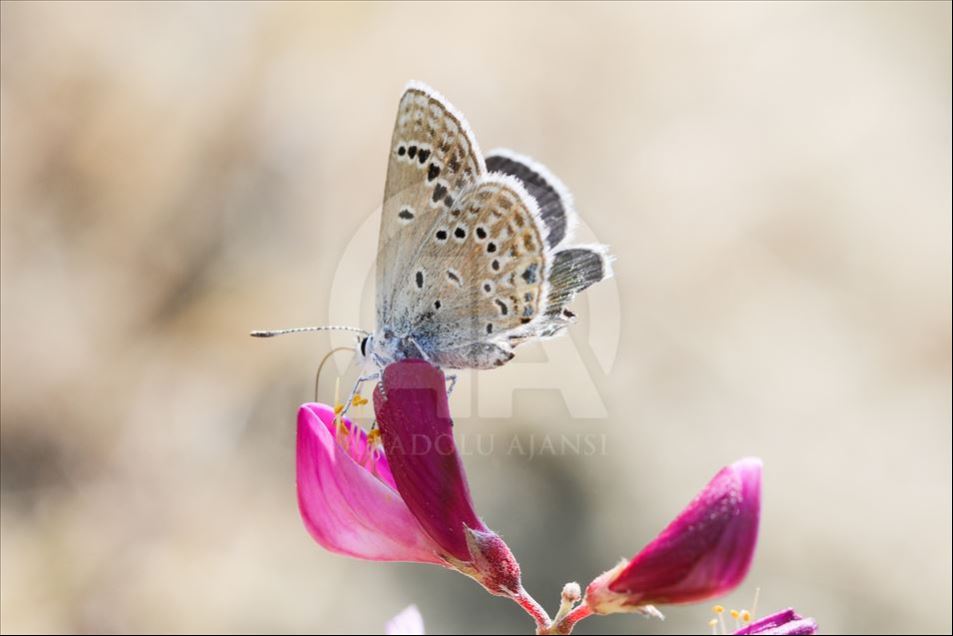 Mariposas en Van, Turquía