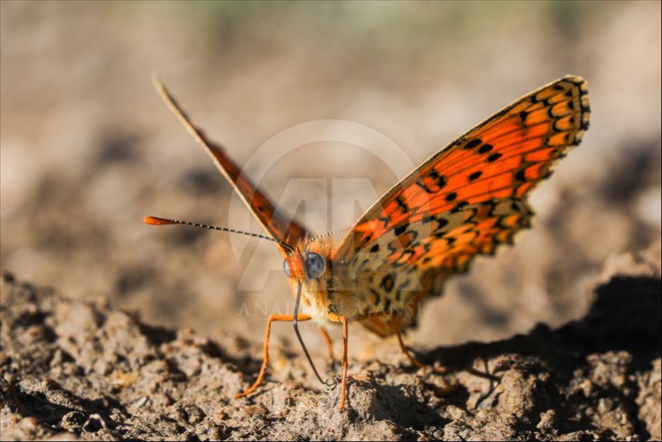 Mariposas en Van, Turquía