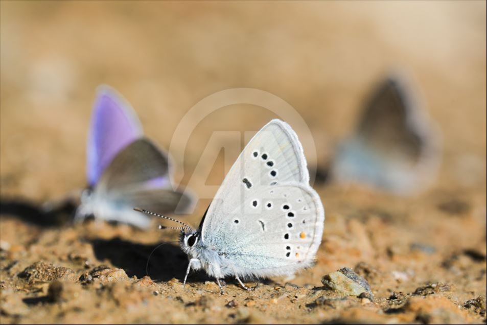 Mariposas en Van, Turquía