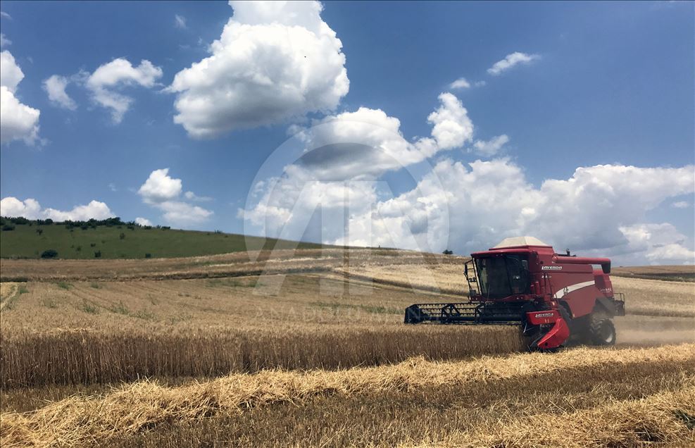 Trakya'da buğday hasadı başladı