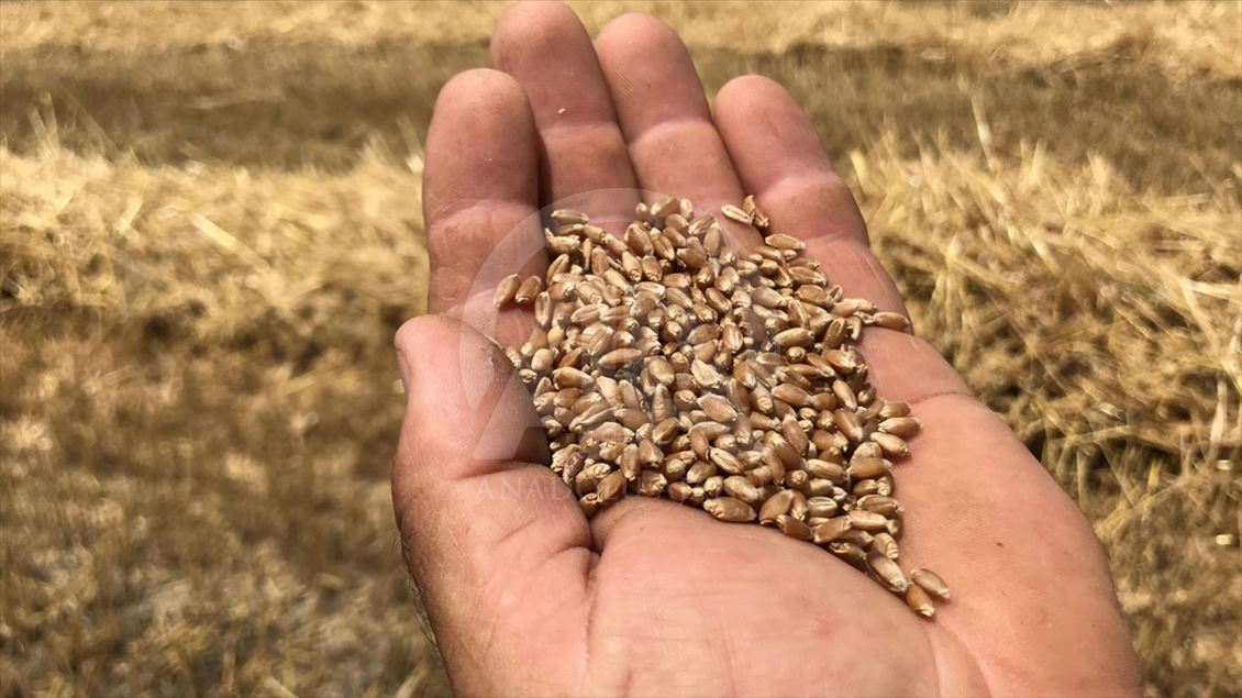 Trakya'da buğday hasadı başladı
