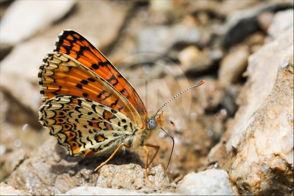 Mariposas en Van, Turquía
