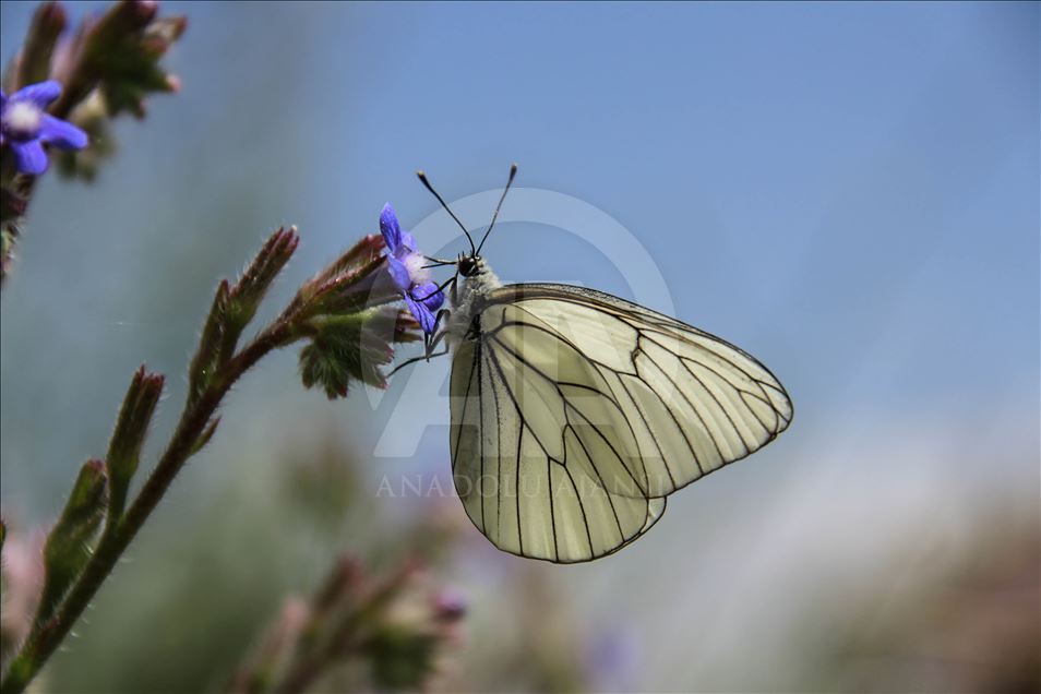 Butterflies in Turkey's Tunceli
