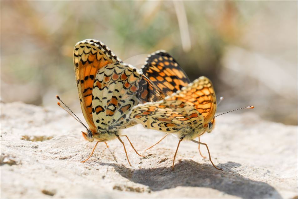 Mariposas en Van, Turquía