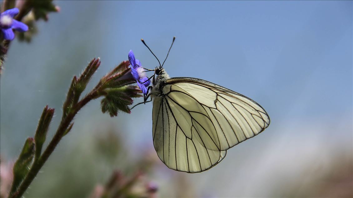 شهرستان اواجیک تونجلی با فرا رسیدن تابستان میزبان پروانه‌ها شد