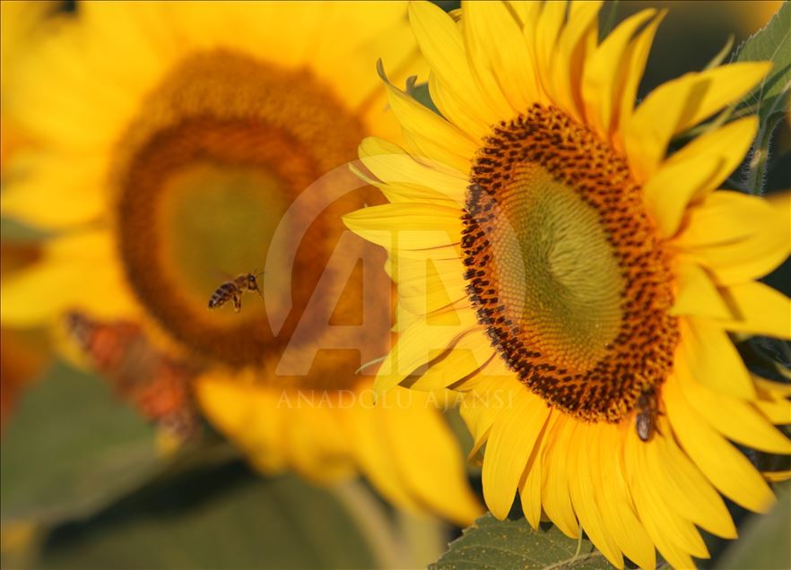 تراکیا؛ عروس زرین ترکیه