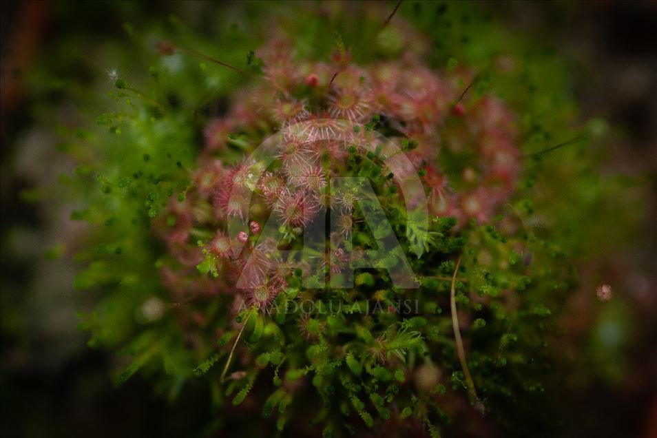 Carnivorous plants at the Botanical Garden in Bogota