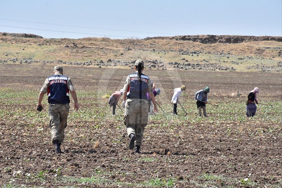 Mevsimlik işçiler jandarmanın takibinde 