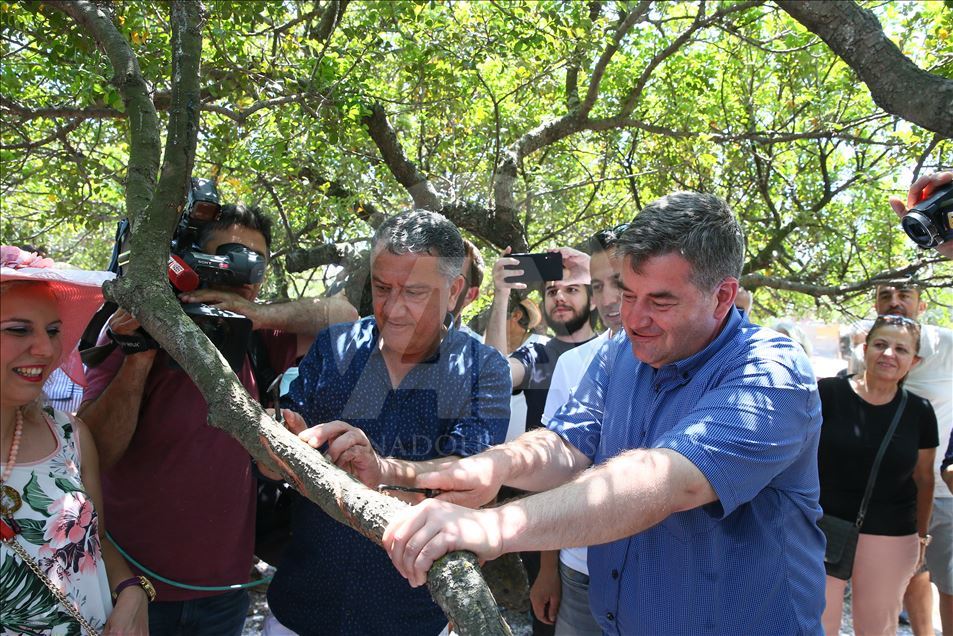 "Çeşme'den Sakız Damlıyor" projesinde ilk hasat