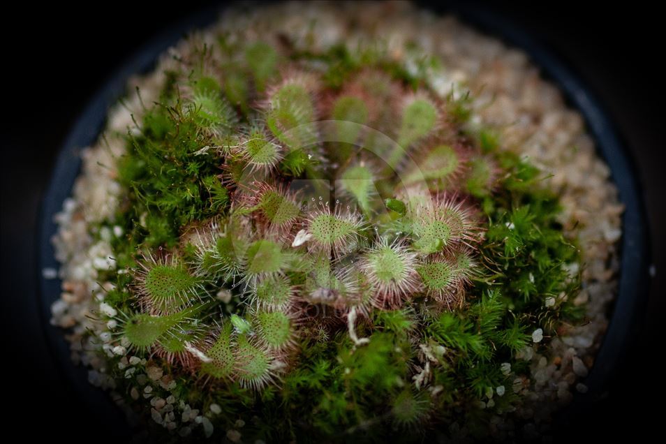 Carnivorous plants at the Botanical Garden in Bogota