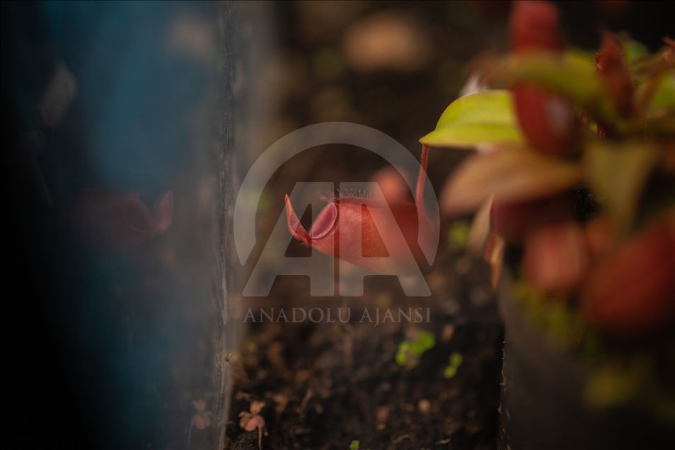 Carnivorous plants at the Botanical Garden in Bogota