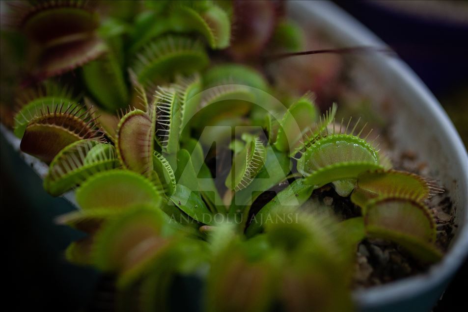 Carnivorous plants at the Botanical Garden in Bogota
