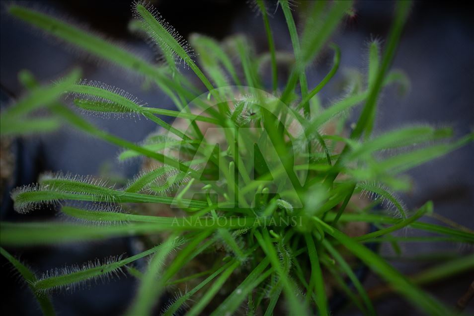 Carnivorous plants at the Botanical Garden in Bogota