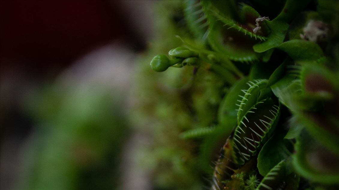 Carnivorous plants at the Botanical Garden in Bogota