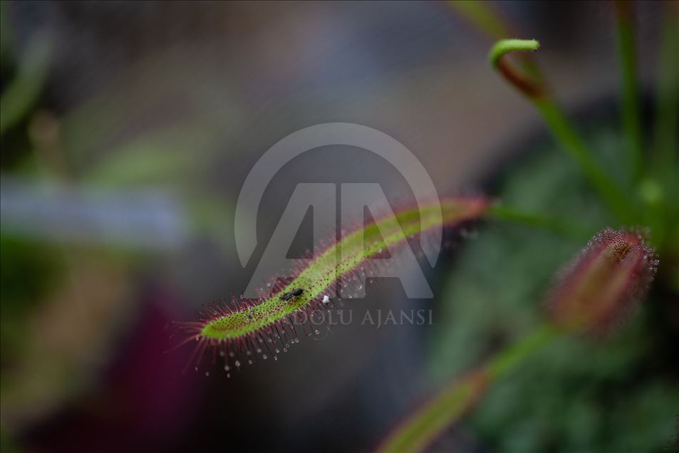 Carnivorous plants at the Botanical Garden in Bogota