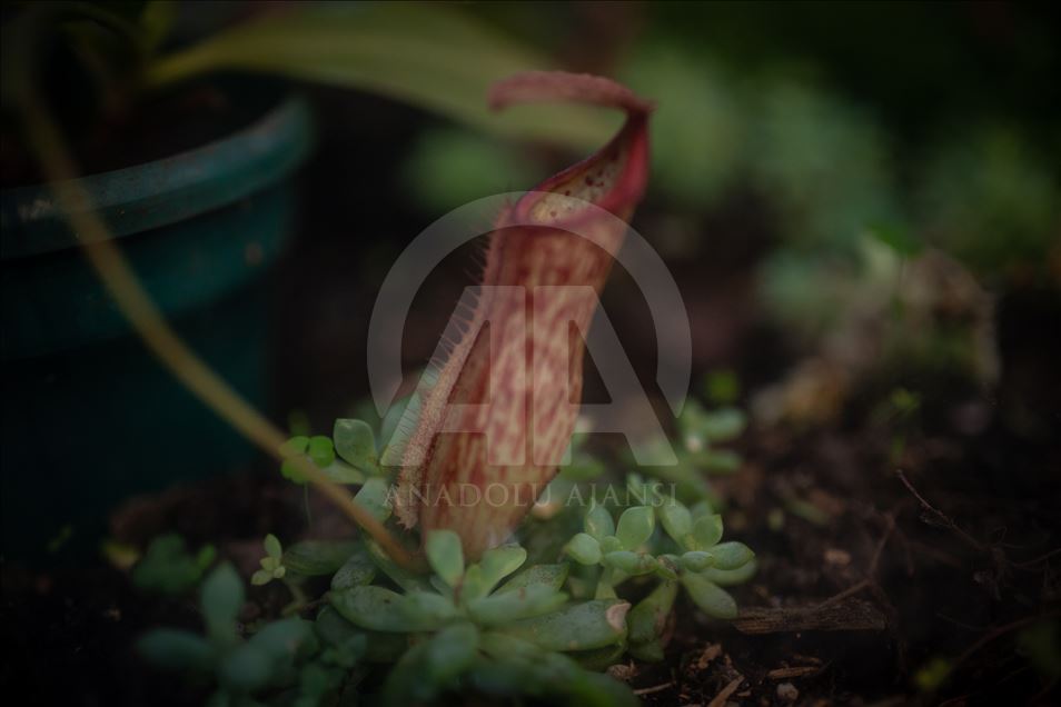 Carnivorous plants at the Botanical Garden in Bogota