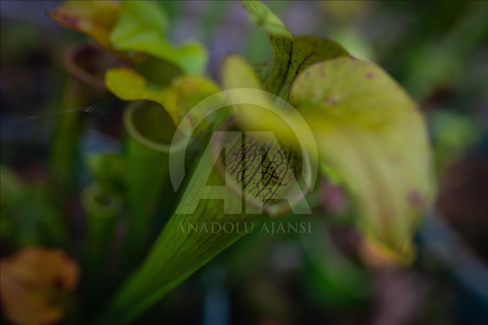 Carnivorous plants at the Botanical Garden in Bogota