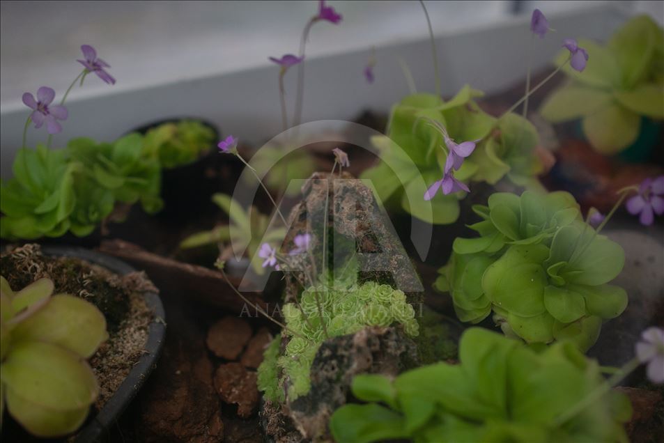 Carnivorous plants at the Botanical Garden in Bogota