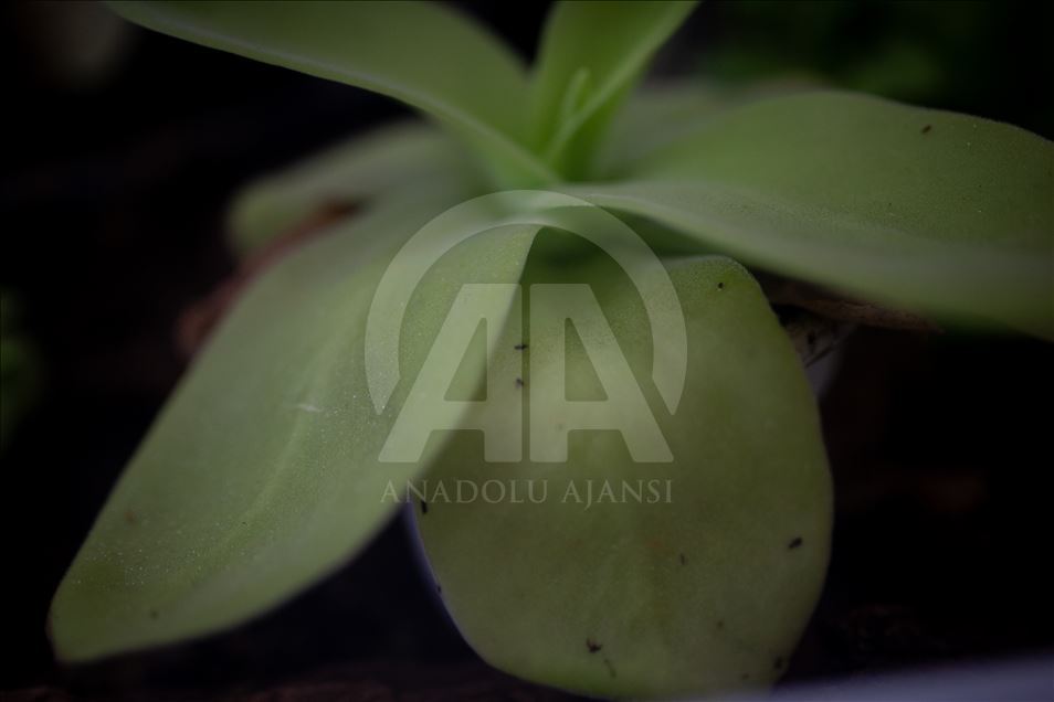 Carnivorous plants at the Botanical Garden in Bogota