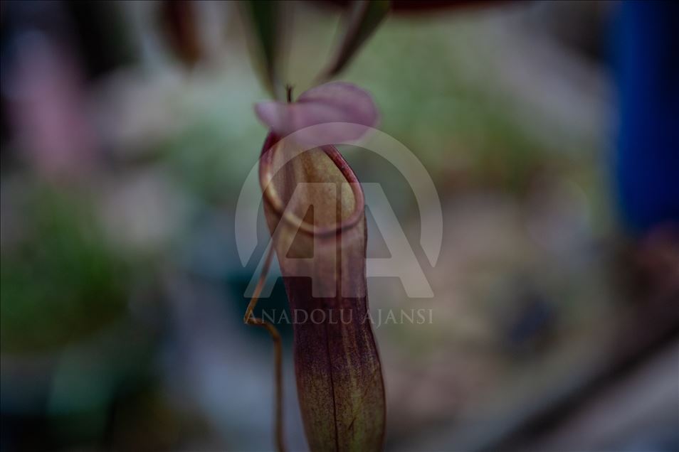 Carnivorous plants at the Botanical Garden in Bogota